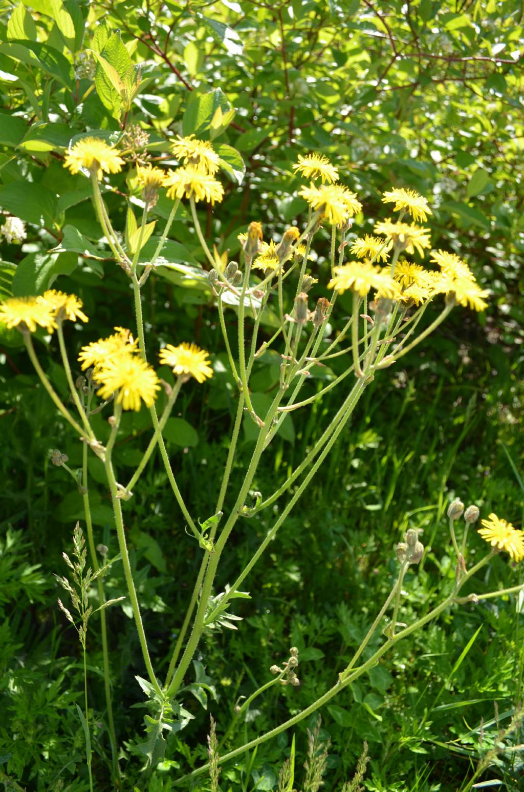 Da determinare - Crepis sp.